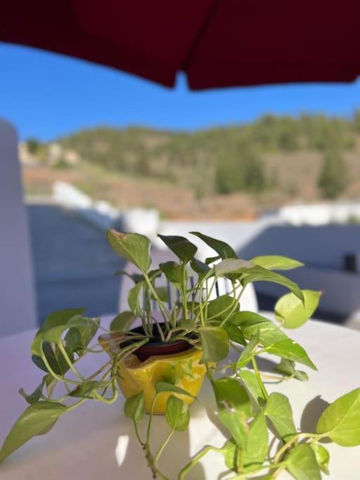 شقة Casa El Pino B Vera de Erque المظهر الخارجي الصورة